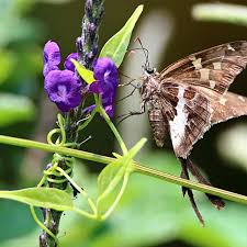 Attēlu rezultāti vaicājumam “Chionaspis salicis imago”