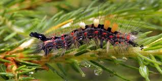 Attēlu rezultāti vaicājumam “Pyralididae”