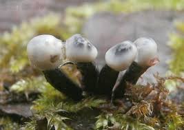 Attēlu rezultāti vaicājumam “Holwaya mucida”