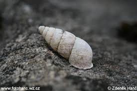 Attēlu rezultāti vaicājumam “Ena montana”