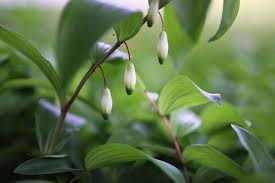 Attēlu rezultāti vaicājumam “Polygonatum odoratum fruit”