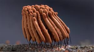 Attēlu rezultāti vaicājumam “Stemonitis fusca spores”