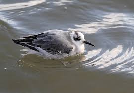 Attēlu rezultāti vaicājumam “Phalaropus fulicarius adult”