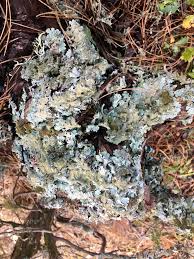 Attēlu rezultāti vaicājumam “Parmelia serrana”