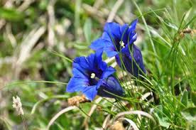 Image result for Enzian