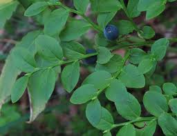 Attēlu rezultāti vaicājumam “Vaccinium myrtillus leaf”