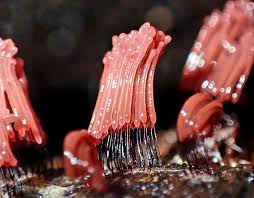 Attēlu rezultāti vaicājumam “Stemonitis axifera var. smithii macro”