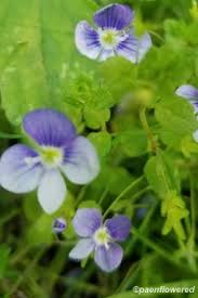 Attēlu rezultāti vaicājumam “Veronica filiformis flower”