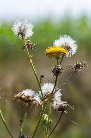 Attēlu rezultāti vaicājumam “Hieracium laevigatum”