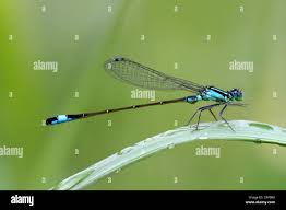 Attēlu rezultāti vaicājumam “Ischnura elegans”