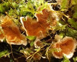 Attēlu rezultāti vaicājumam “Steccherinum bourdotii”