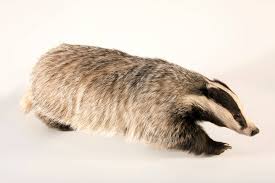 Attēlu rezultāti vaicājumam “Meles meles”