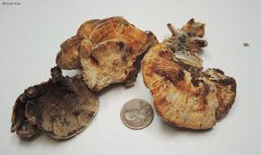 Attēlu rezultāti vaicājumam “Inonotus radiatus”