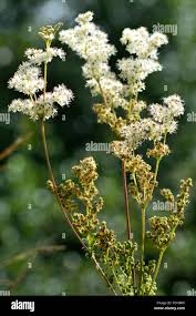 Attēlu rezultāti vaicājumam “Filipendula ulmaria  flower”