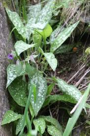Attēlu rezultāti vaicājumam “Pulmonaria saccharata leaf”