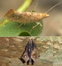 Attēlu rezultāti vaicājumam “Ypsolophidae”