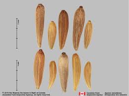 Attēlu rezultāti vaicājumam “Lapsana communis leaf”