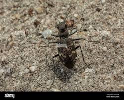 Attēlu rezultāti vaicājumam “Cicindela sylvatica”