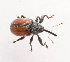 Attēlu rezultāti vaicājumam “Anthonomus phyllocola”