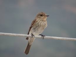 Attēlu rezultāti vaicājumam “Muscicapa striata”