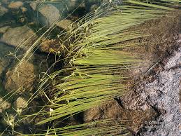 Attēlu rezultāti vaicājumam “Sparganium minimum leaf”
