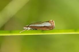 Attēlu rezultāti vaicājumam “Catoptria margaritella”