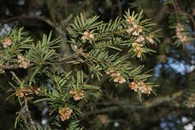 Attēlu rezultāti vaicājumam “Taxus baccata bud”