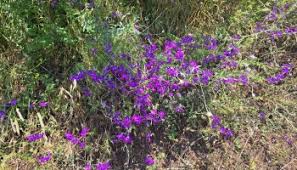 Attēlu rezultāti vaicājumam “Consolida regalis fruit”