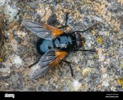 Attēlu rezultāti vaicājumam “Mesembrina meridiana”