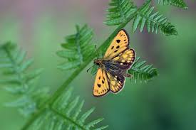 Attēlu rezultāti vaicājumam “Carterocephalus silvicolus female”