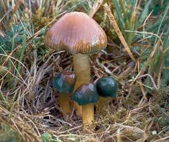 Attēlu rezultāti vaicājumam “Gloeocapsa rupestris”