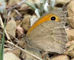 Attēlu rezultāti vaicājumam “Maniola jurtina male”