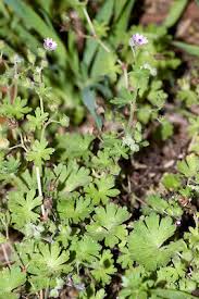 Attēlu rezultāti vaicājumam “Geranium molle flower”
