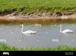 Image result for Sussex Swans