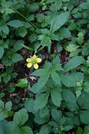 Attēlu rezultāti vaicājumam “Geum urbanum leaf”