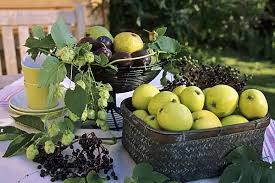 Attēlu rezultāti vaicājumam “Humulus lupulus fruit”