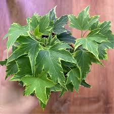 Attēlu rezultāti vaicājumam “Hedera helix  leaf”