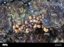 Attēlu rezultāti vaicājumam “Trichia contorta”