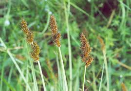 Attēlu rezultāti vaicājumam “Carex vulpina”