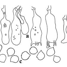 Attēlu rezultāti vaicājumam “Radulomyces confluens”