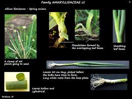 Résultat de recherche d'images pour "Allium fistulosum"