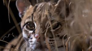 Image result for оцелот