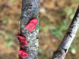 Attēlu rezultāti vaicājumam “Cytidia salicina”