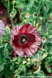 Image result for Papaver rhoeas