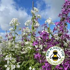 Attēlu rezultāti vaicājumam “Lunaria annua flower”