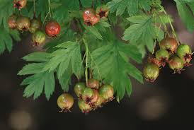Attēlu rezultāti vaicājumam “Crataegus”