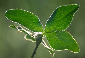 Attēlu rezultāti vaicājumam “Trifolium pratense leaf”