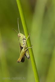 Attēlu rezultāti vaicājumam “Acrididae”