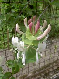 Attēlu rezultāti vaicājumam “Lonicera caprifolium”