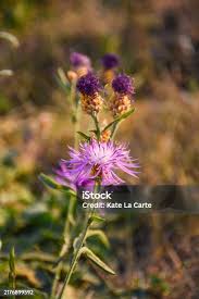 Attēlu rezultāti vaicājumam “Carlina biebersteinii leaf”